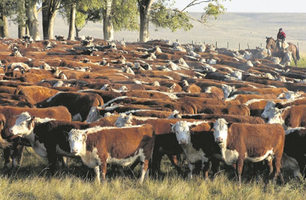La ganadería vacuna vista desde otra óptica