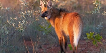 El aguará guazú es una especie vulnerable en Argentina (Gabriel Belloc / Categorización de los Mamíferos en Argentina)