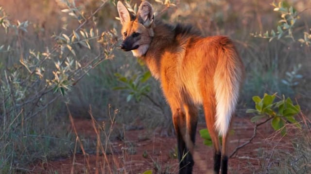 El aguará guazú es una especie vulnerable en Argentina (Gabriel Belloc / Categorización de los Mamíferos en Argentina)