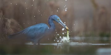 Garza Azulada (Egretta Caerulea) - foto: Nino Grangetto