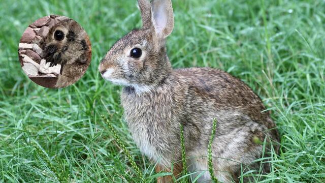Alarma en Estados Unidos por la aparición de conejos con “tentáculos” y “espinas” en la cabeza (Imagen ilustrativa)