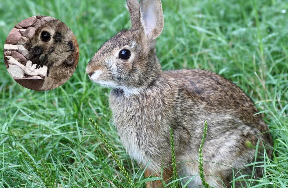 Las impactantes fotos de los “conejos zombis” con cuernos negros que aparecieron en Estados Unidos y alarmaron en redes