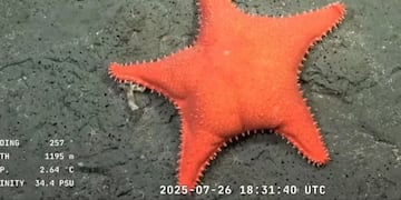 Se supo: Nadia “Coralina”, la científica del CONICET, explicó por qué la “estrella de mar viral culona” tomó esa forma