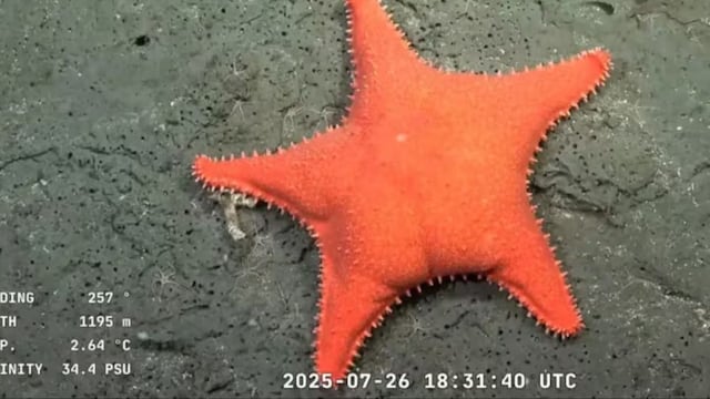 De qué especie es la “estrella culona” de Mar del Plata: el hallazgo marino del CONICET que se volvió viral por su curiosa forma