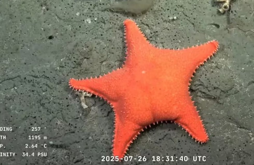 Se supo: Nadia “Coralina”, la científica del CONICET, explicó por qué la “estrella de mar culona” tomó esa forma