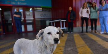 El can que esperó a su dueño durante toda la madrugada, sin saber el desenlace fatal.