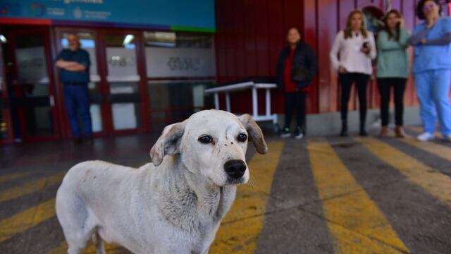 El can que esperó a su dueño durante toda la madrugada, sin saber el desenlace fatal.