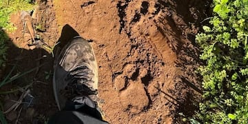 San Pedro: detectan huellas de un yaguareté en la Reserva de la Biósfera Yabotí.