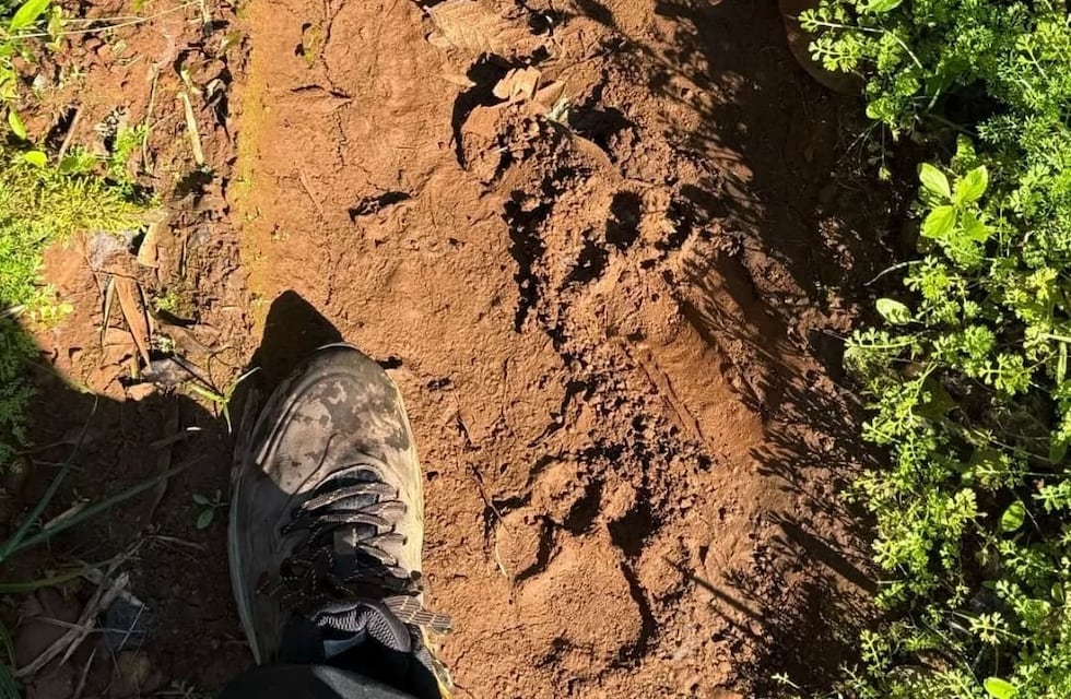 San Pedro: detectan huellas de un yaguareté en la Reserva de la Biósfera Yabotí