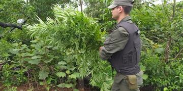 Patrullaban y se toparon con una plantación de marihuana en Bernardo de Irigoyen.