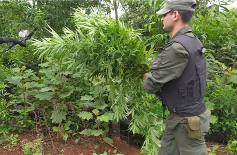 Patrullaban y se toparon con una plantación de marihuana en Bernardo de Irigoyen