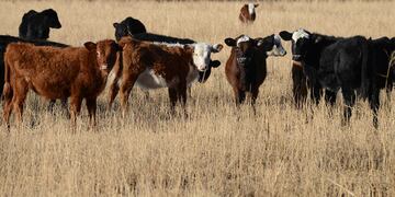 Vacunación Antiaftosa: comenzará el 7 de marzo