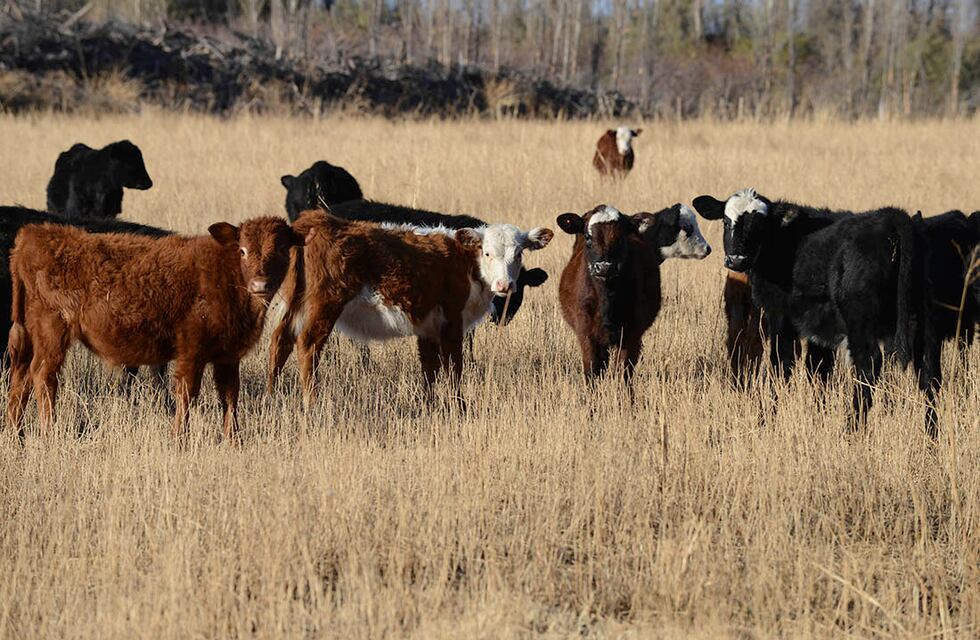 Vacunación Antiaftosa: comenzará el 7 de marzo
