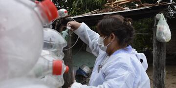En Jujuy ya son seis los decesos a causa del dengue. Las estrategias para mitigar la propagación de la enfermedad se centran en combatir la reproducción del mosquito  Aedes aegypti.