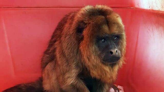 Afortunadamente fue rescatada y trasladada al Tatú Carreta.