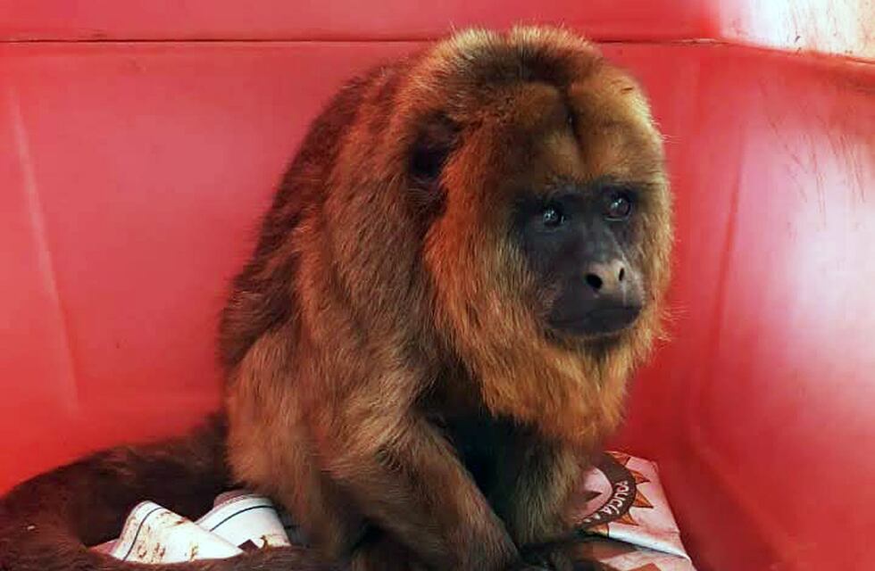 Rescataron a un mono carayá de un domicilio en Villa María