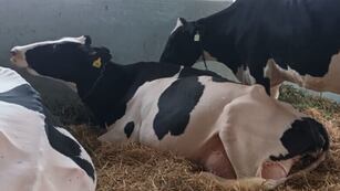 Comenzaron a llegar las vacas Holando Argentino al predio ferial de la Sociedad Rural de Rafaela