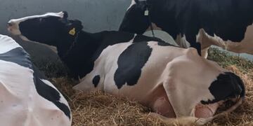Comenzaron a llegar las vacas Holando Argentino al predio ferial de la Sociedad Rural de Rafaela
