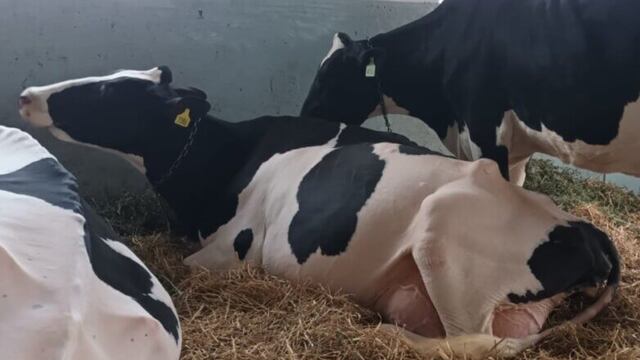 Comenzaron a llegar las vacas Holando Argentino al predio ferial de la Sociedad Rural de Rafaela