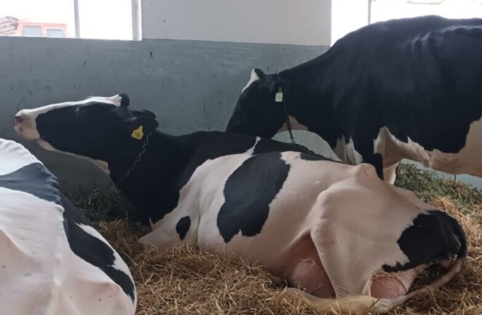 La ExpoRural comienza a completar sus corrales