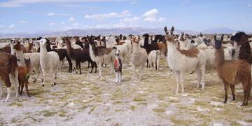 Manada Camelidos