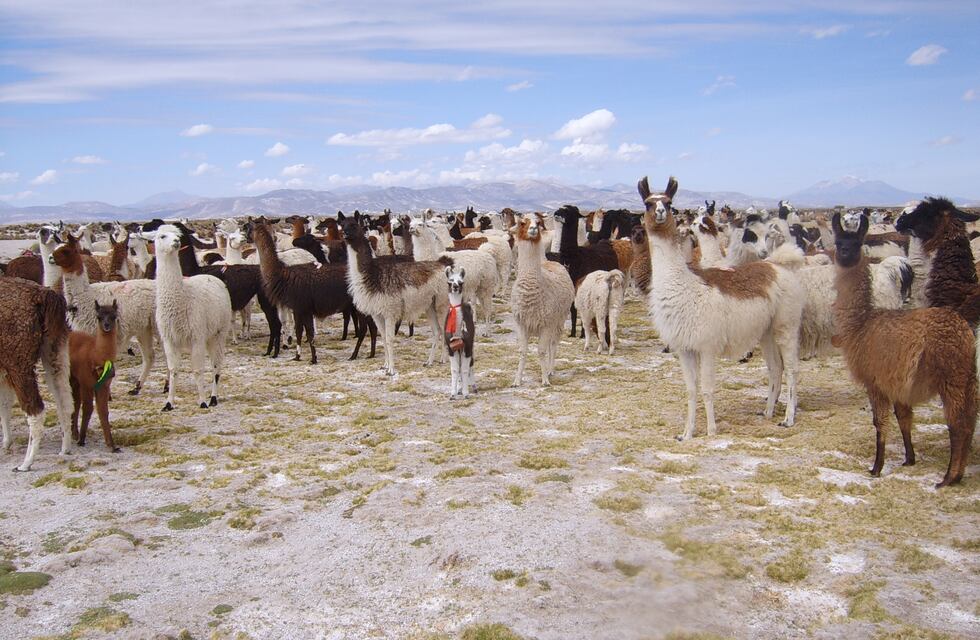 Camelidos Argentinos, la importancia de sus carne y su trabajo