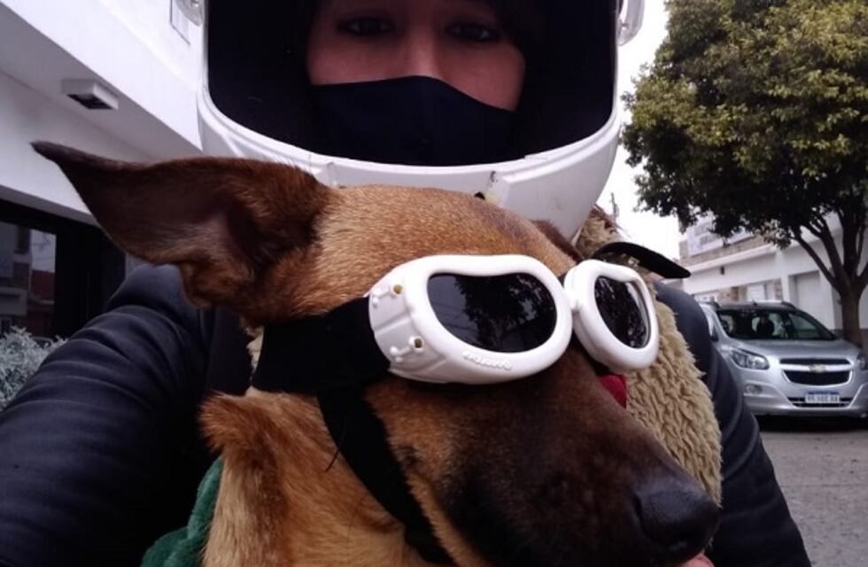Villa María: Ninita, la perra rescatada que pasea en moto