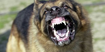 Perros atacaron a una mujer de 57 años en Rivadavia y la destrozaron. La mujer falleció./Imagen ilustrativa
