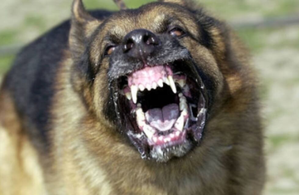 Una mujer murió tras ser atacada y mordida ferozmente por perros en Rivadavia