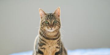 Gato romano