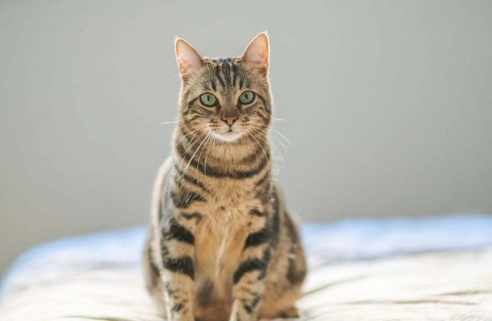 Descubrió que los lirios son venenosos para los gatos y su historia se hizo viral