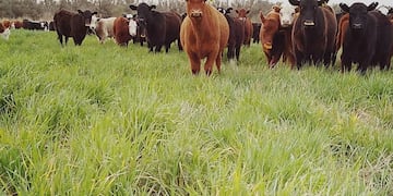 Apoyo a la ganadería correntina. La administración de Juntos por el Cambio provincial siempre acompañó los pedidos del sector.