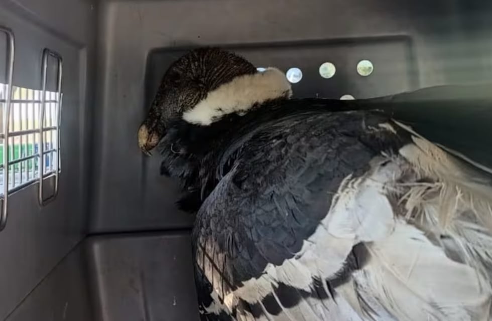 Rescataron a un cóndor andino con disparos de escopeta y fue trasladado al Tatú Carreta