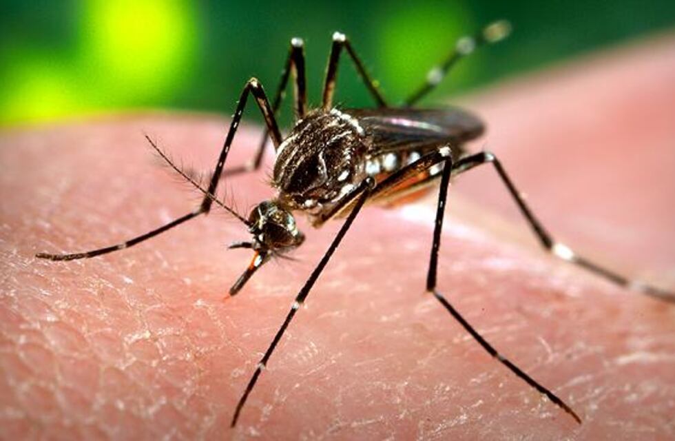 Confirman el tercer caso de dengue autóctono en San Luis