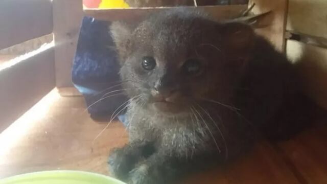 Rescatan un cachorro de Jaguarandí en Gobernador Roca