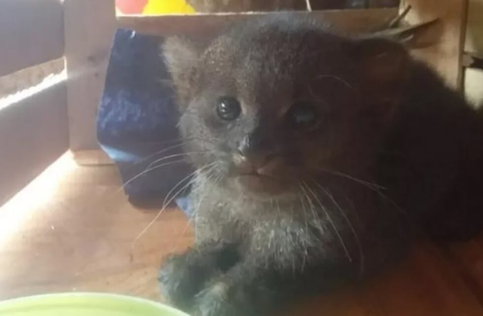 Rescatan un cachorro de Jaguarandí en Gobernador Roca