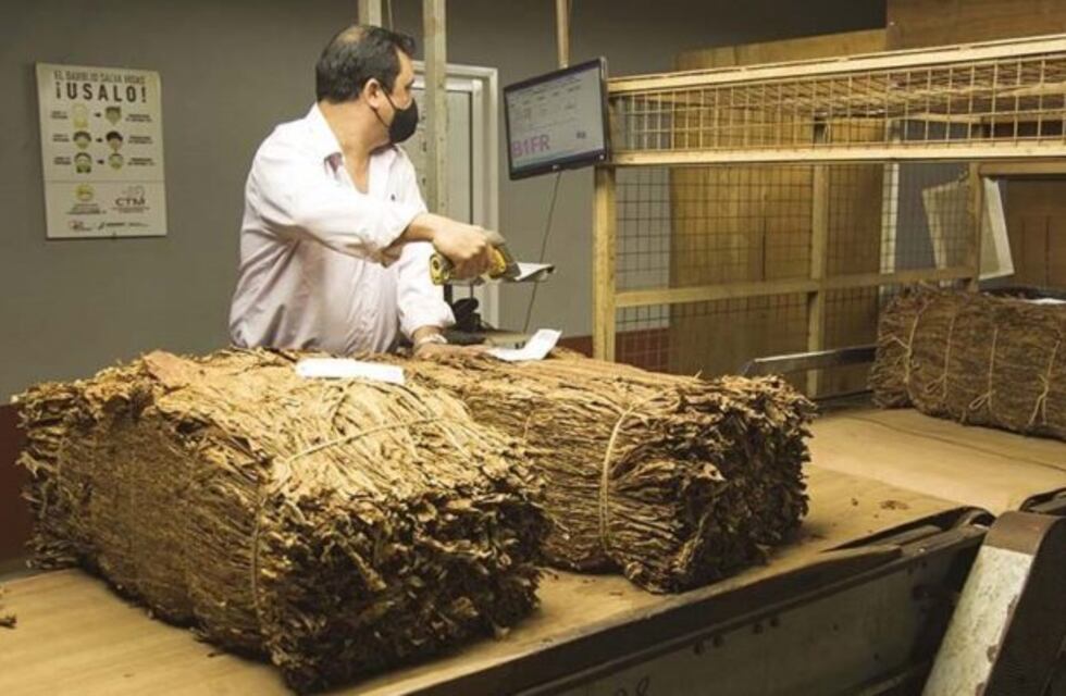 Misiones: Se termina la temporada de acopio de tabaco con bajos rendimientos