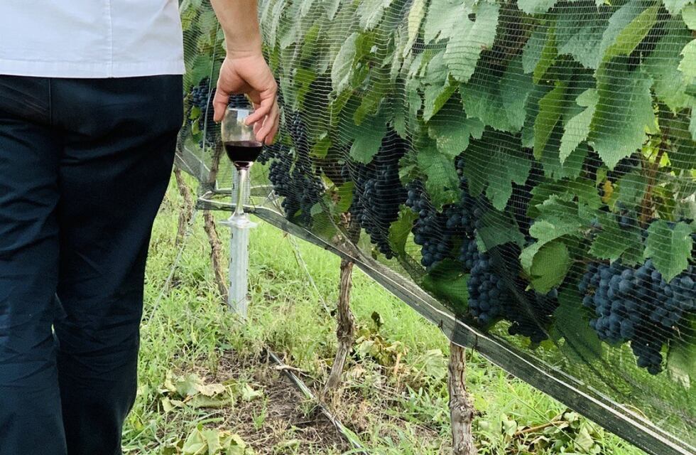 Enoturismo: Entre Ríos se consolida como motor de desarrollo turístico