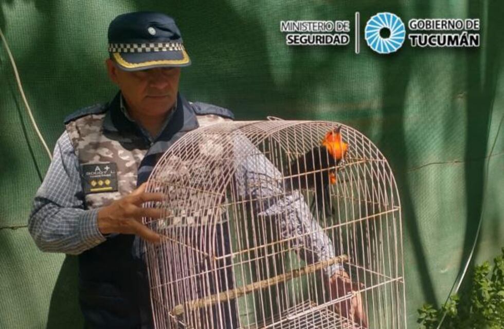 13 aves en cautiverio fueron rescatadas