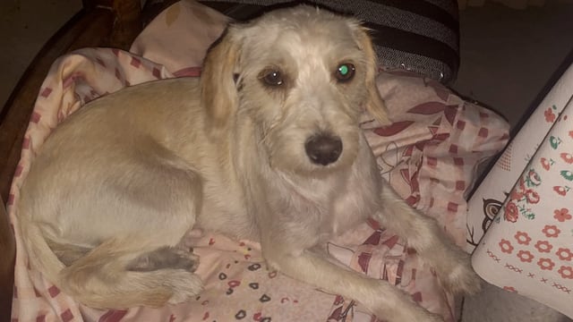 Buscan a Picha, una perrita perdida en Guaymallén