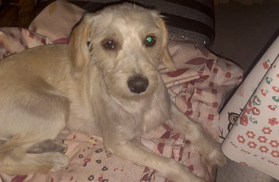Desesperada búsqueda de una perra perdida en Guaymallén