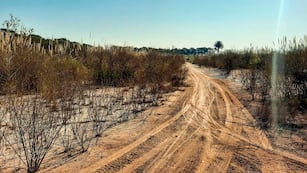 El animal fue visto por las calles de un rincón de la provincia de Córdoba. (Ilustrativa)