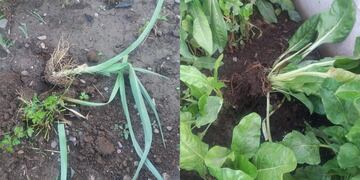 Personas desconocidas sustrajeron y destrozaron parte de la producción del programa "Huerta a Cielo Abierto" que estaba lista para su cosecha, en el predio del Parque Belgrano.