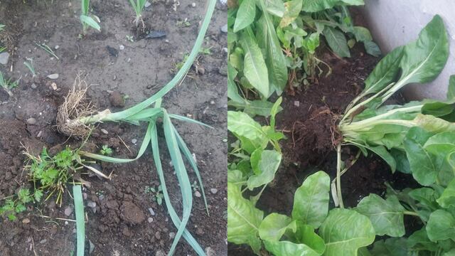 Personas desconocidas sustrajeron y destrozaron parte de la producción del programa "Huerta a Cielo Abierto" que estaba lista para su cosecha, en el predio del Parque Belgrano.
