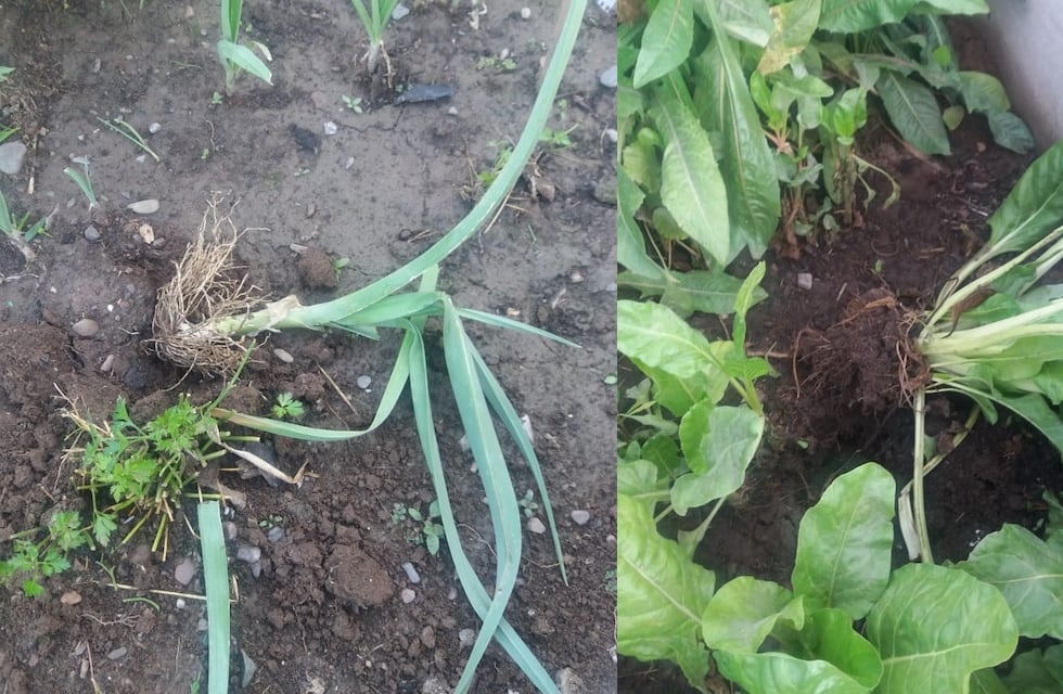 Repudian actos de vandalismo en huertas solidarias de Alto Comedero