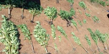 Secuestran más de 60 plantines de marihuana en el barrio El Porvenir II.
