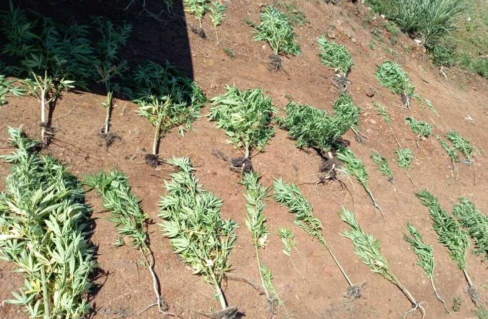 Secuestran más de 60 plantines de marihuana en el barrio El Porvenir II