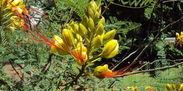 Barba de Chivo, la flor de Carlos Paz