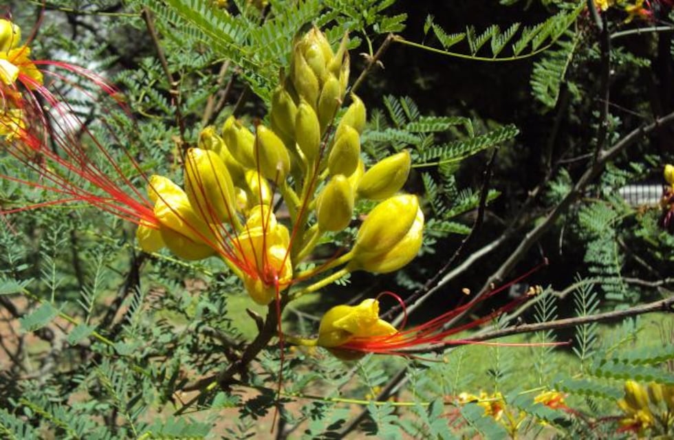 La “Barba de Chivo”: la flor que embellece los rincones de Carlos Paz