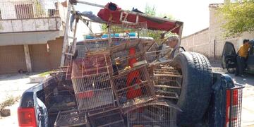 Las jaulas y tramperos que utilizaban los contrabandistas de aves.